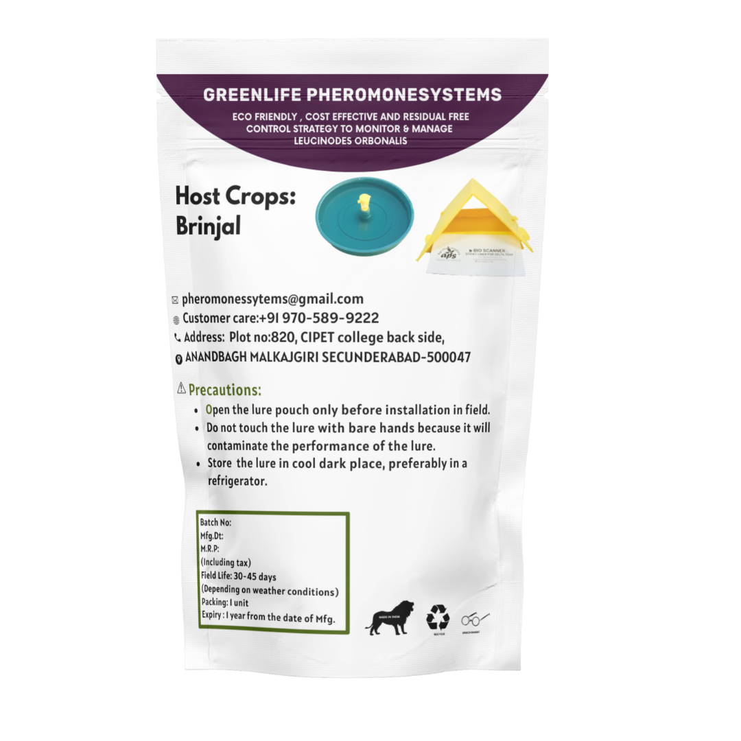 Leucinodes orbonalis (Brinjal Fruit and Shoot Borer)